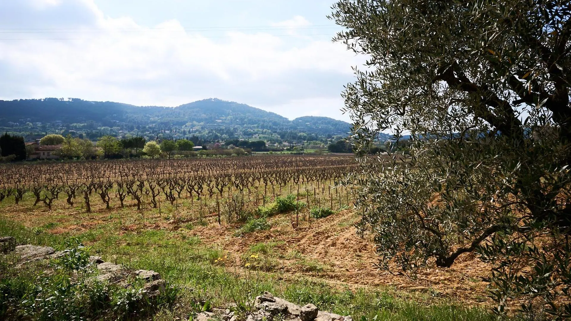 度假居 勒博塞La Bastide Des Oliviers别墅